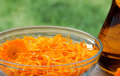 Ognjič (Calendula officinalis) Ognjič (Calendula officinalis)